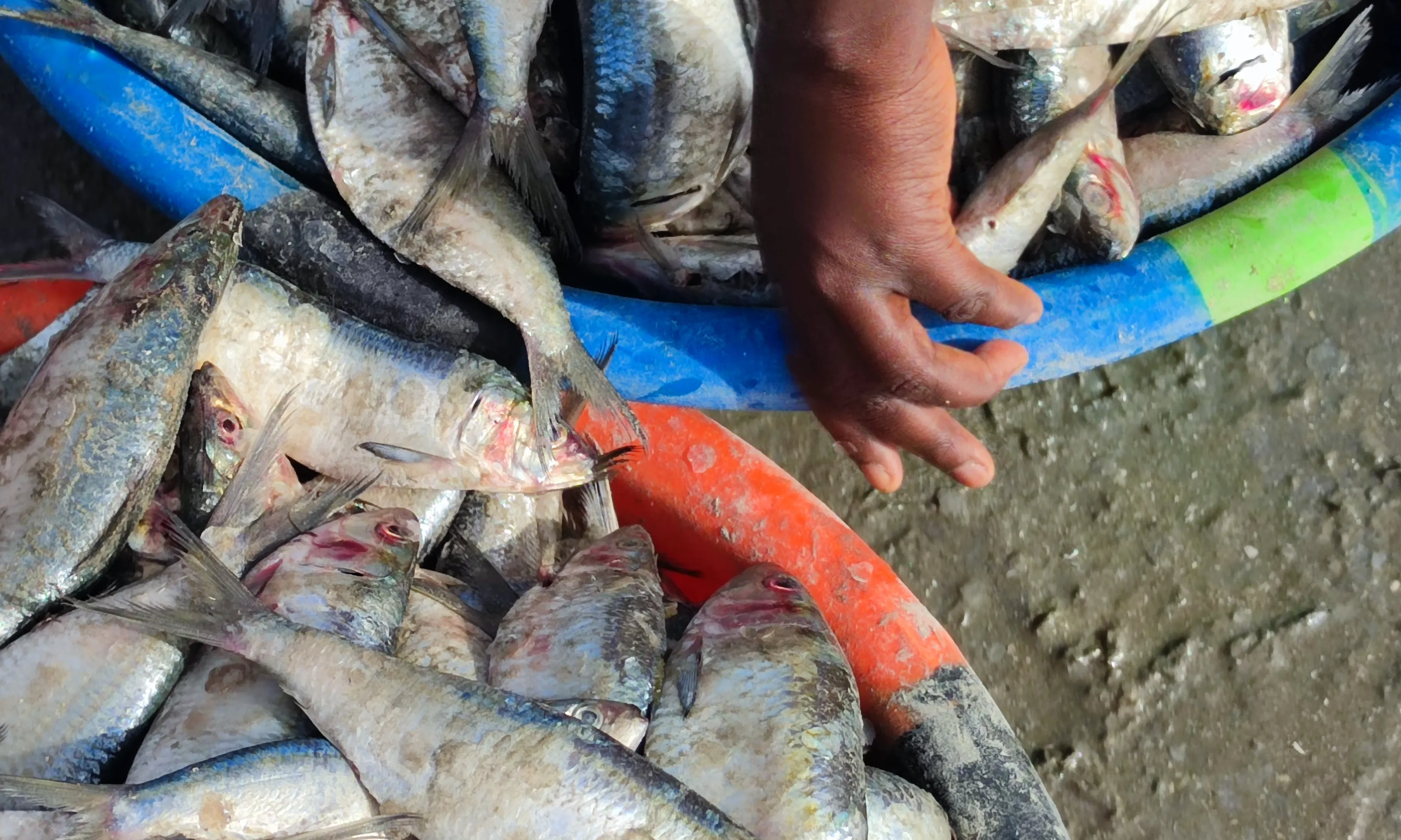 La indústria de farina de peix està provocant impactes molt perversos a Gàmbia.