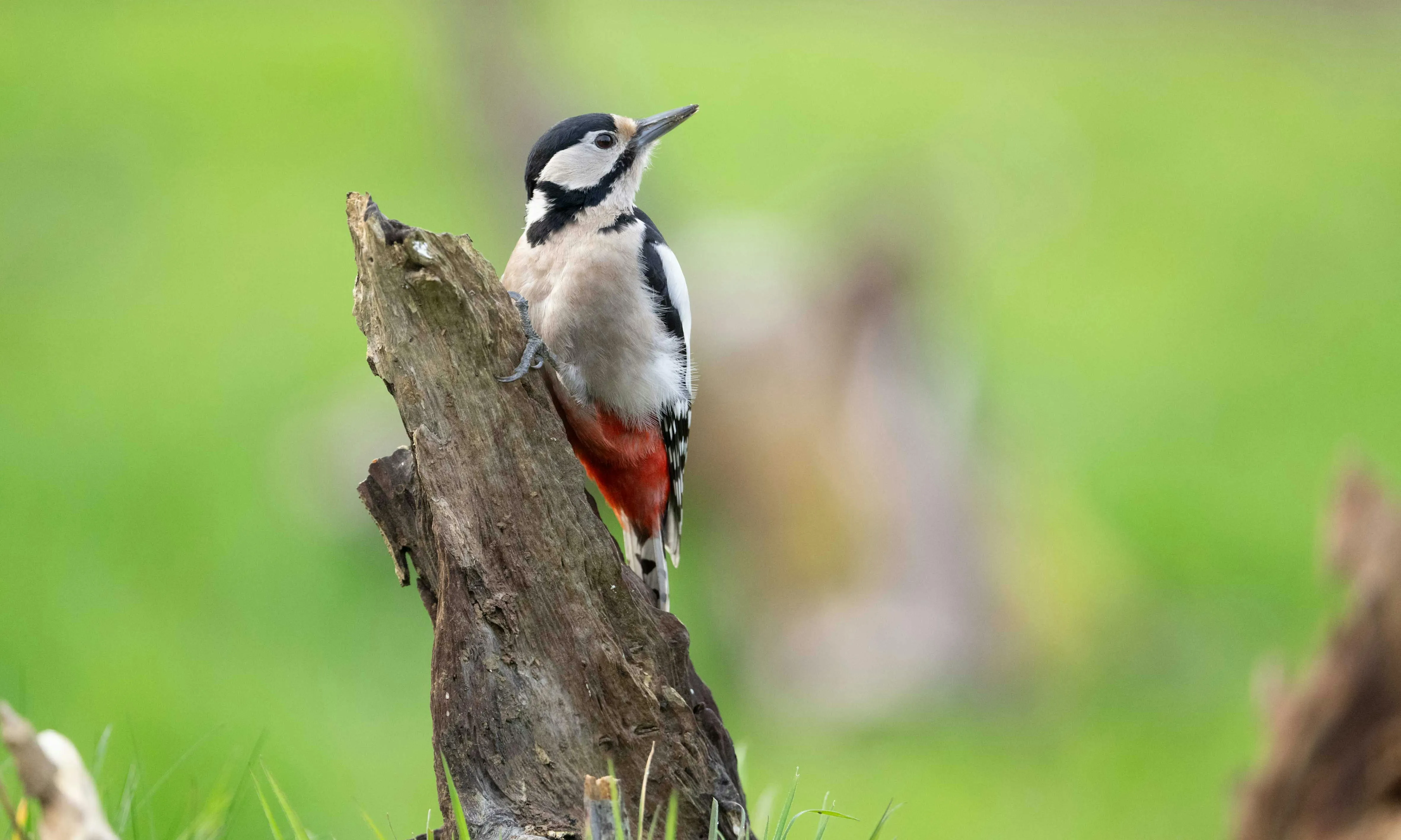 Picot garcé gros en un tronc. Font: Pexels - PicturesAddict LEFEVRE