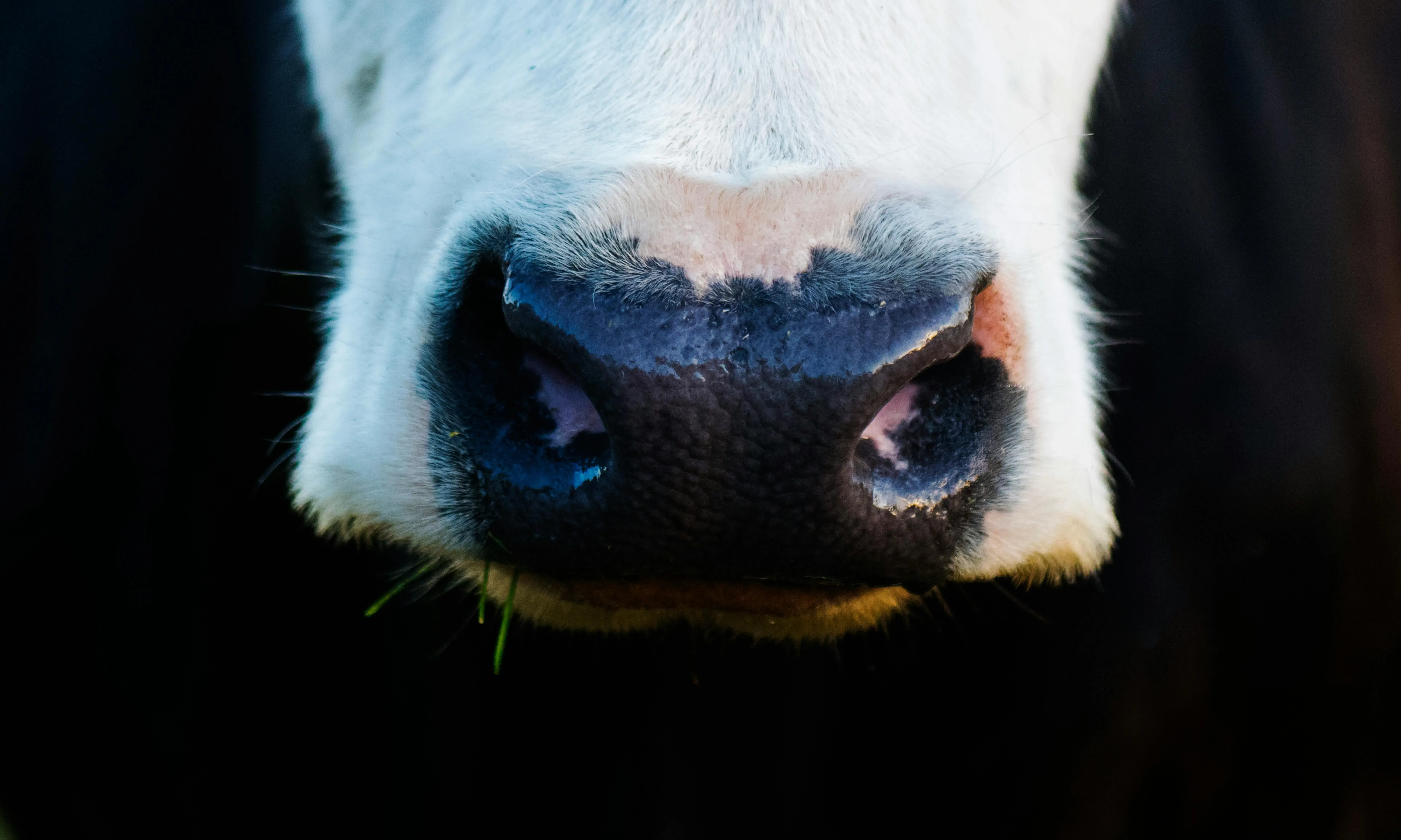 Morro d'una vaca. Font: Pexels - Kat Smith Morro d'una vaca. Font: Pexels - Kat Smith
