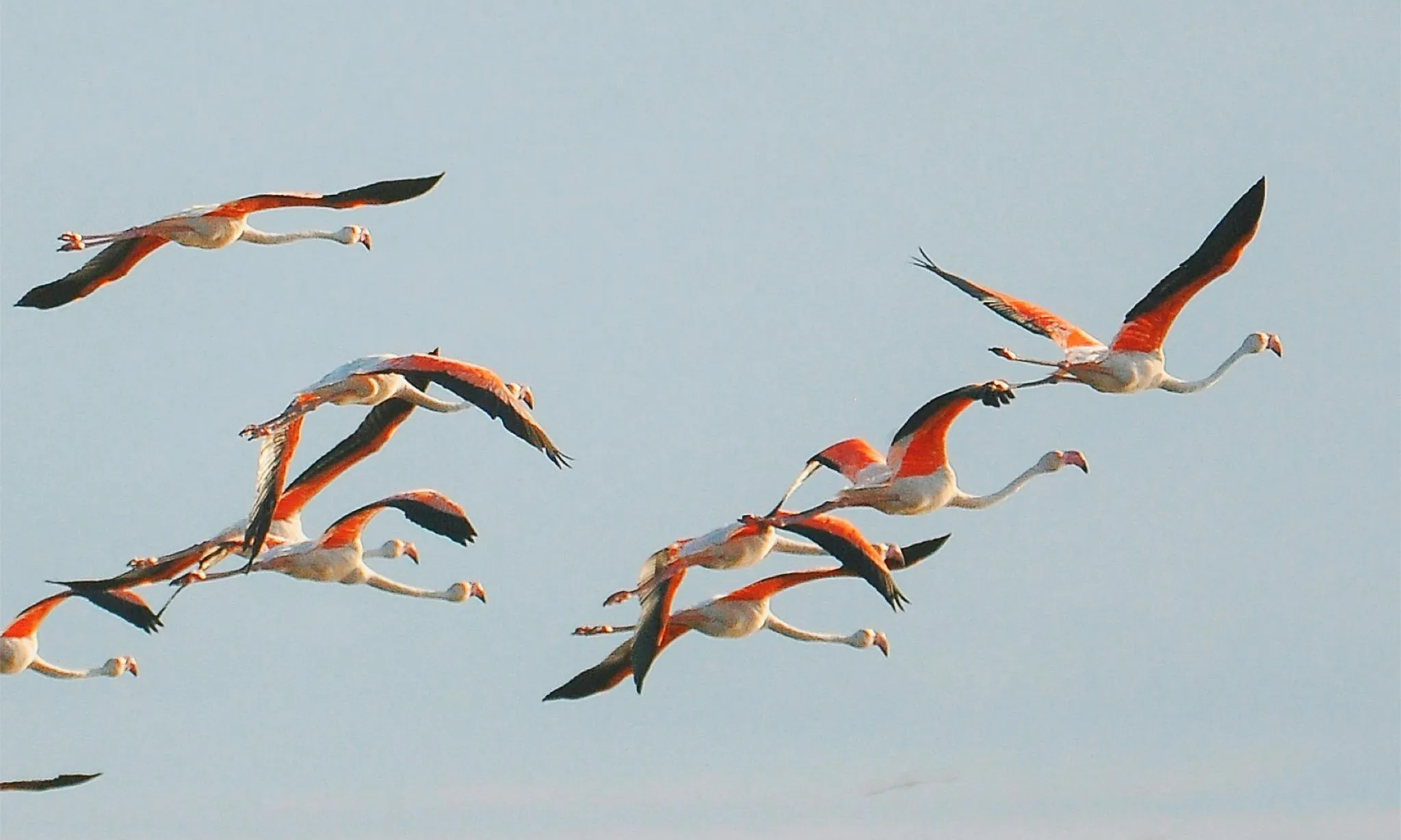Flamencs volants sobre uns aiguamolls