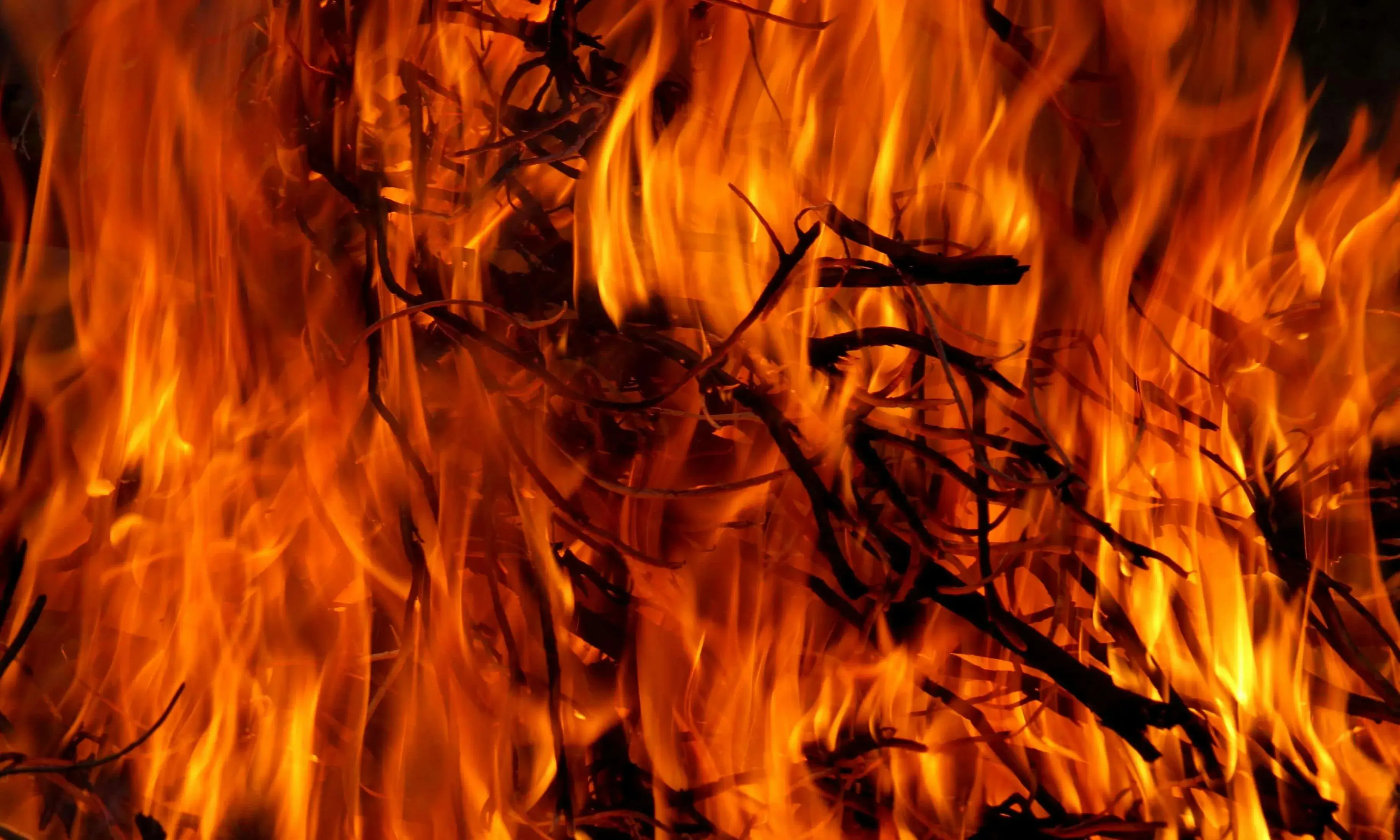 Imatge en primer pla de fustes i branques cremant-se en un bosc