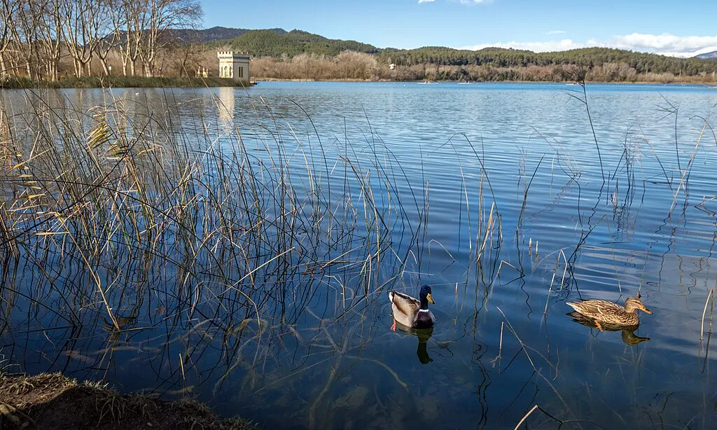 Dos ànecs a l'estany de Banyoles