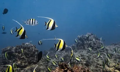 Fons de l'oceà amb diverses tortugues i peixos