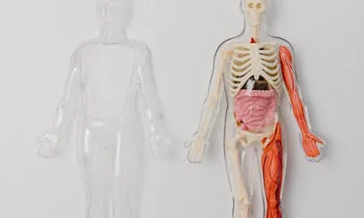 anatomia humana Ninot amb l'anatomia humana