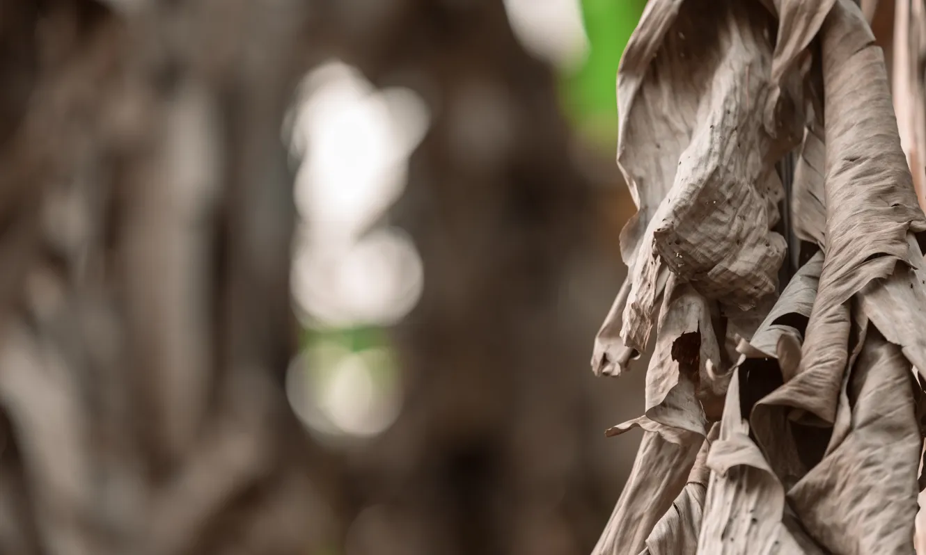 Catalunya ha perdut un 28% de les poblacions de fauna salvatge en els darrers vint anys.