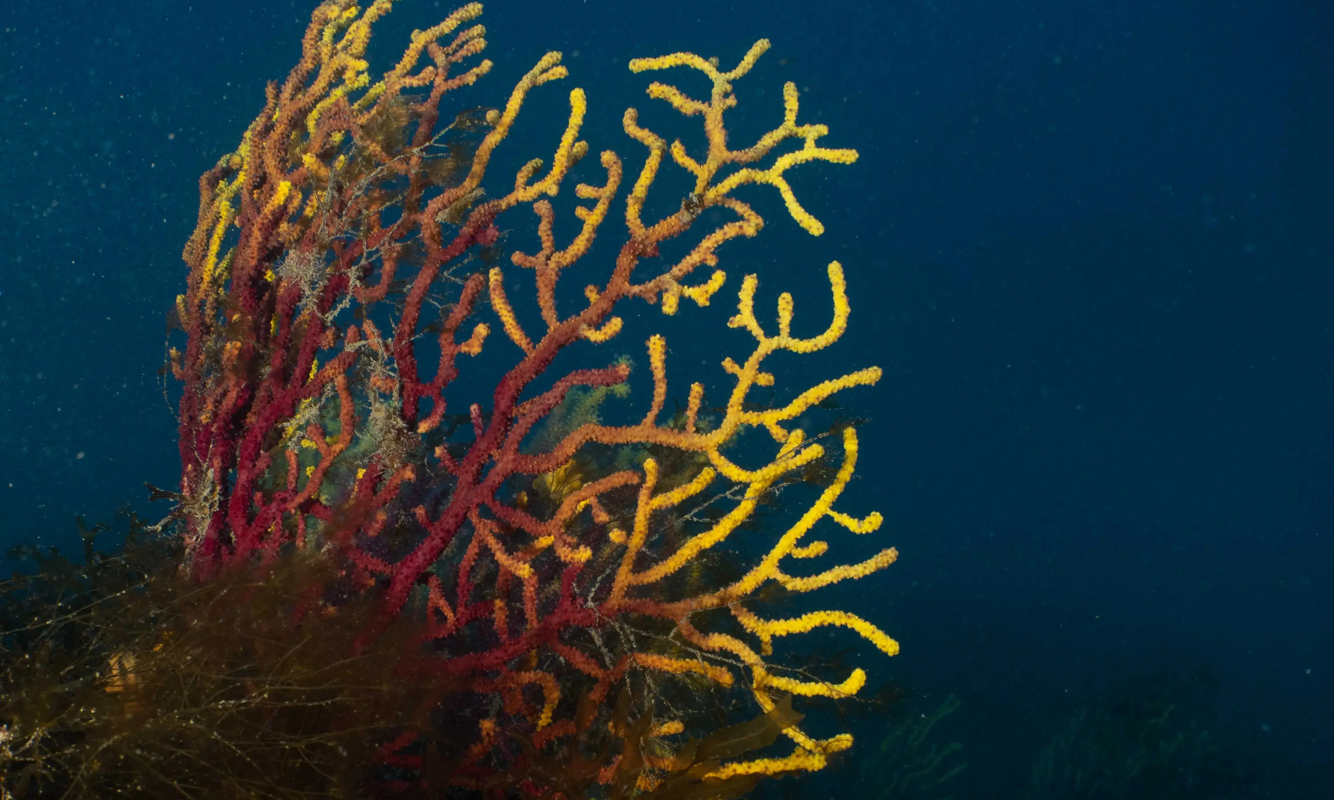 S'Agulla estudia les poblacions de gorgònies vermelles a la costa de La Selva.