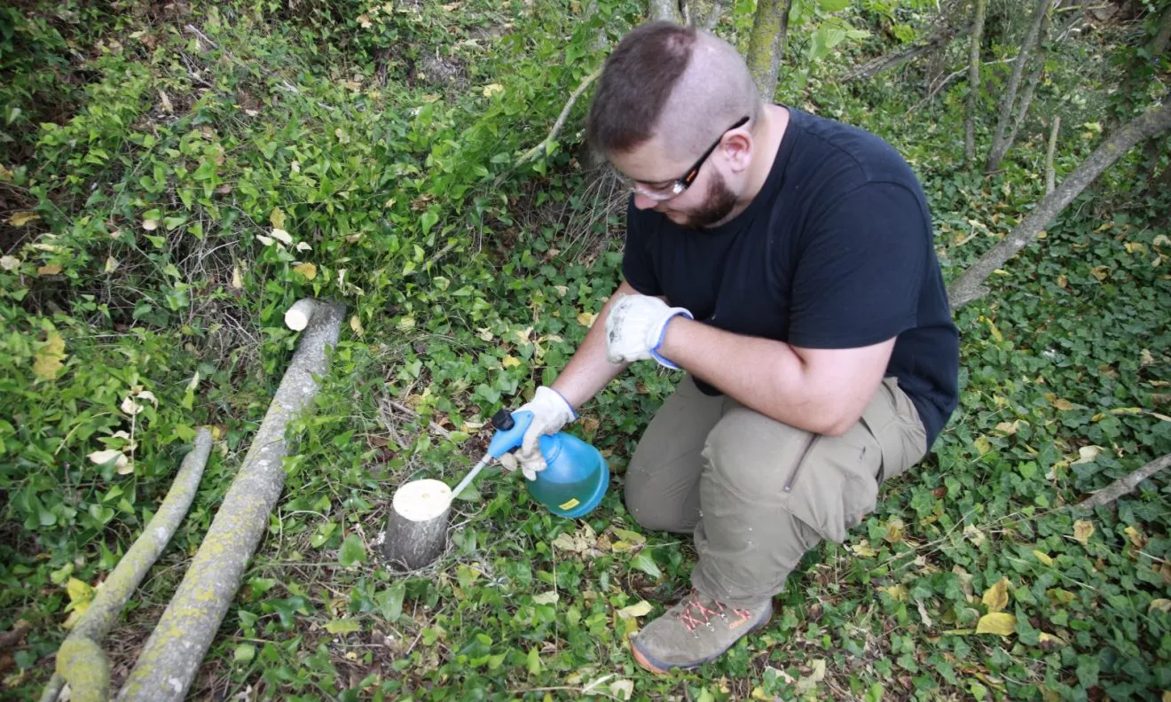 Una persona duent a terme tasques d’eliminació d’arbres exòtics invasors.
