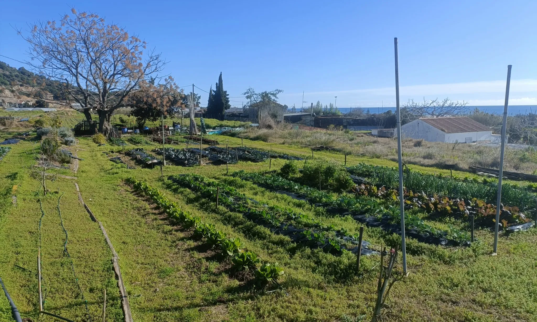Imatge panoràmica d'un hort, situat al Maresme.