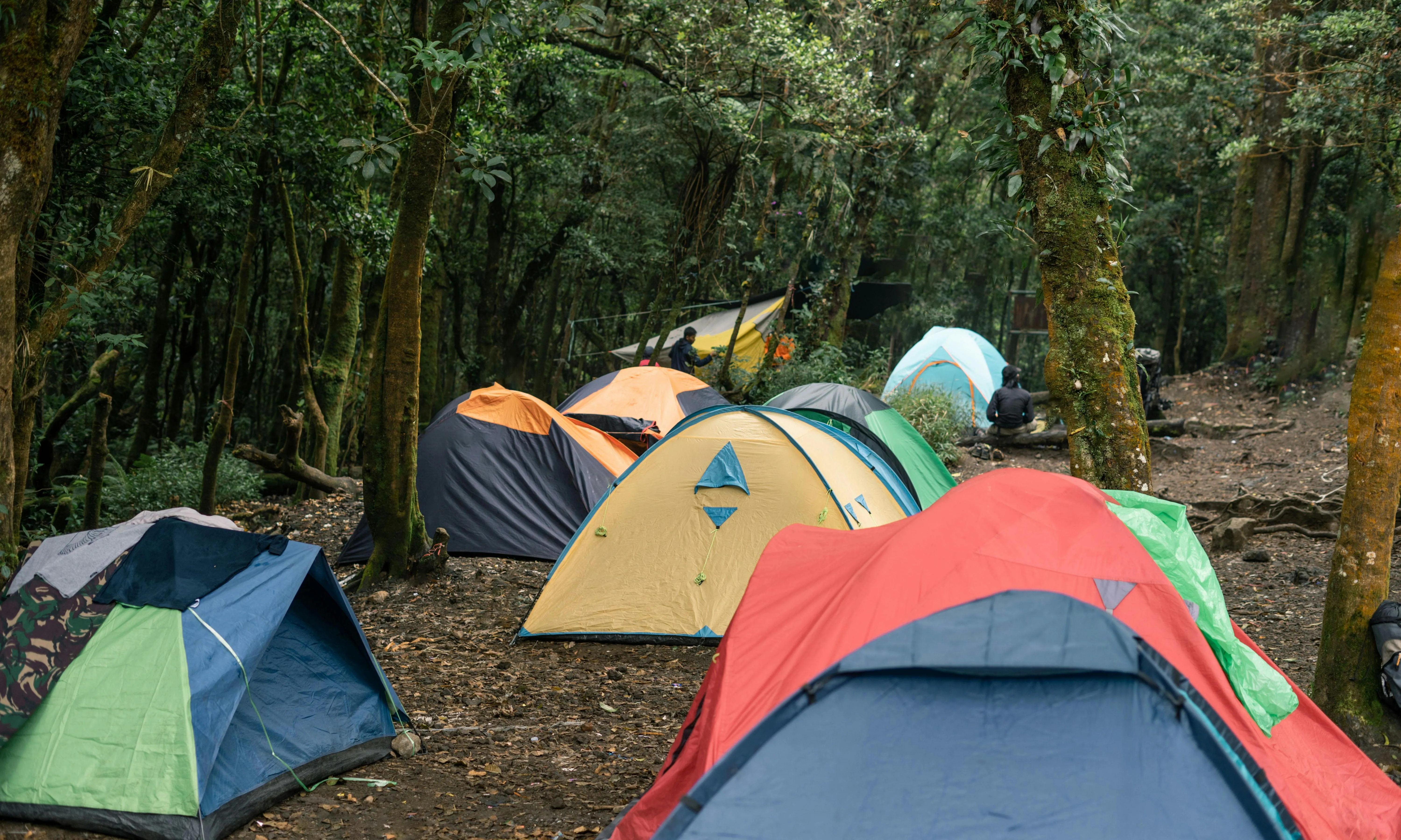 Grup de tender de campanya en una clariana d'un bosc. 