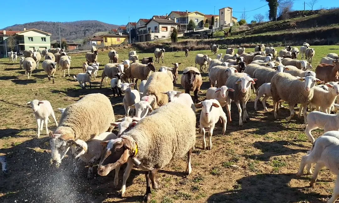 Explotació ramadera de la Vall de Camprodon, a Sant Pau de Segúries.