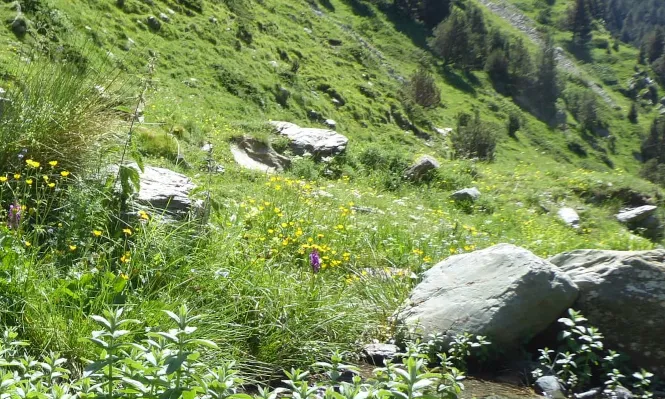 Imatge de la flora de la zona de Planoles per representar la sortida botànica.