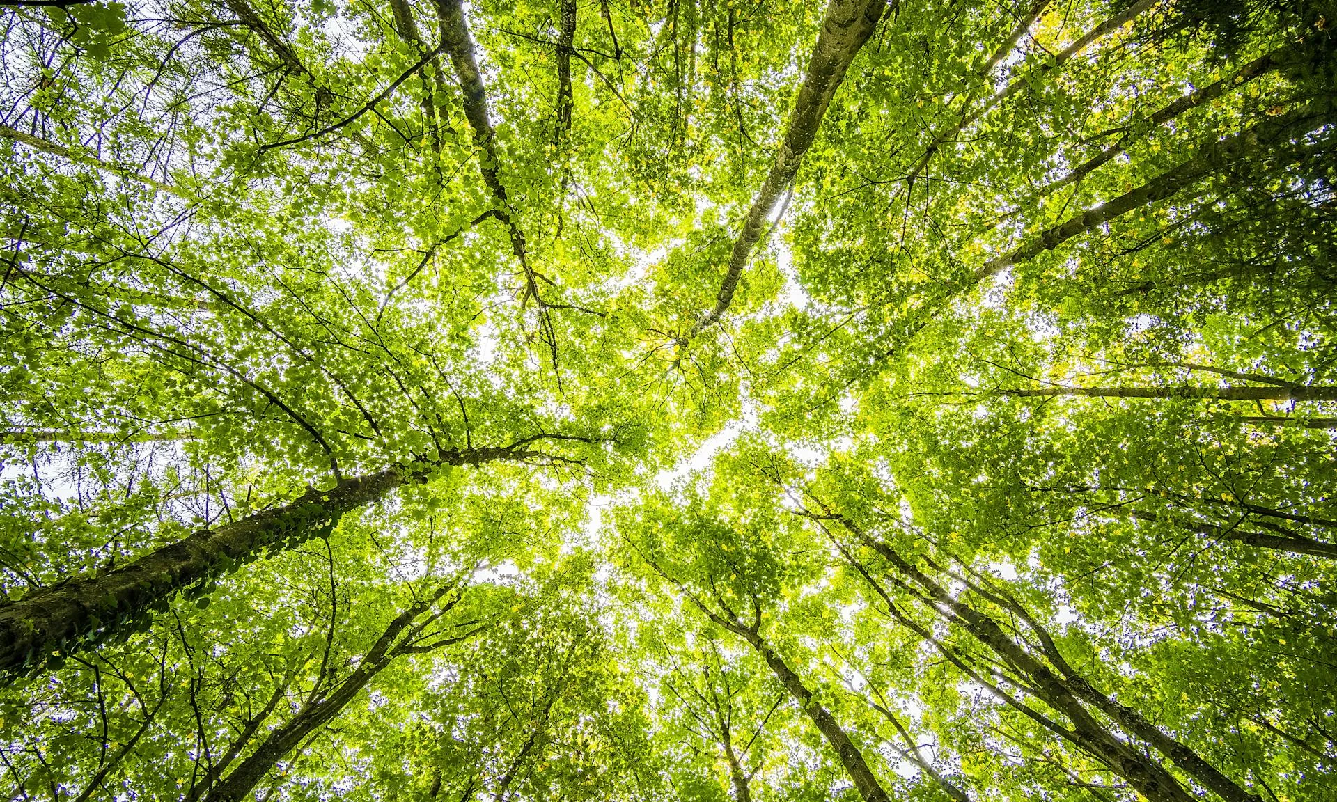 Copes denses i verdes en un bosc vibrant