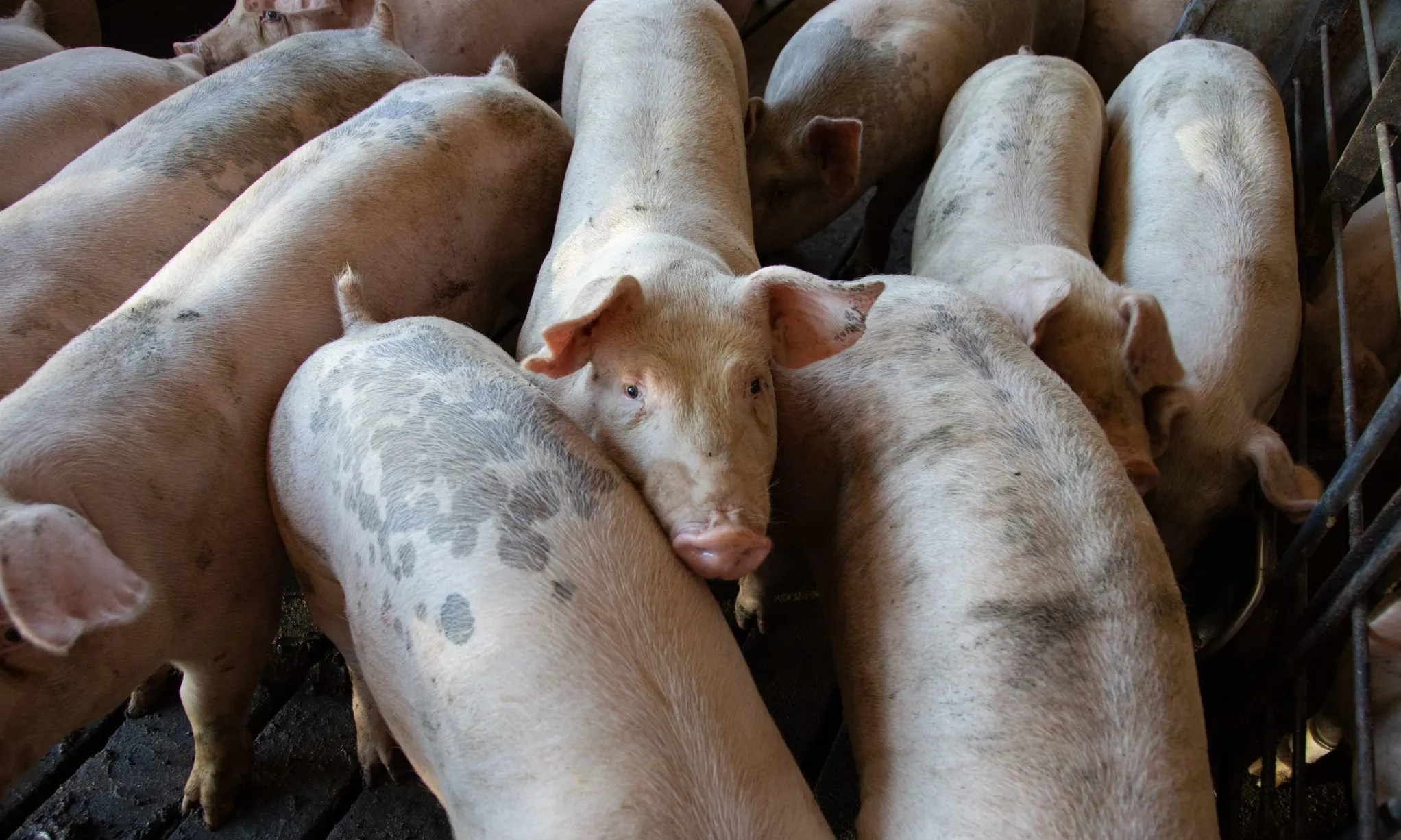 El Grup de Defensa del Ter critica la fi de la moratòria que limitava l’augment de porcs a Osona.